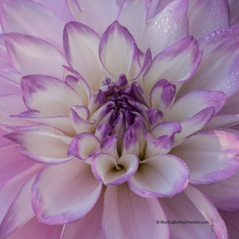 lavender-tipped-dahlia-square