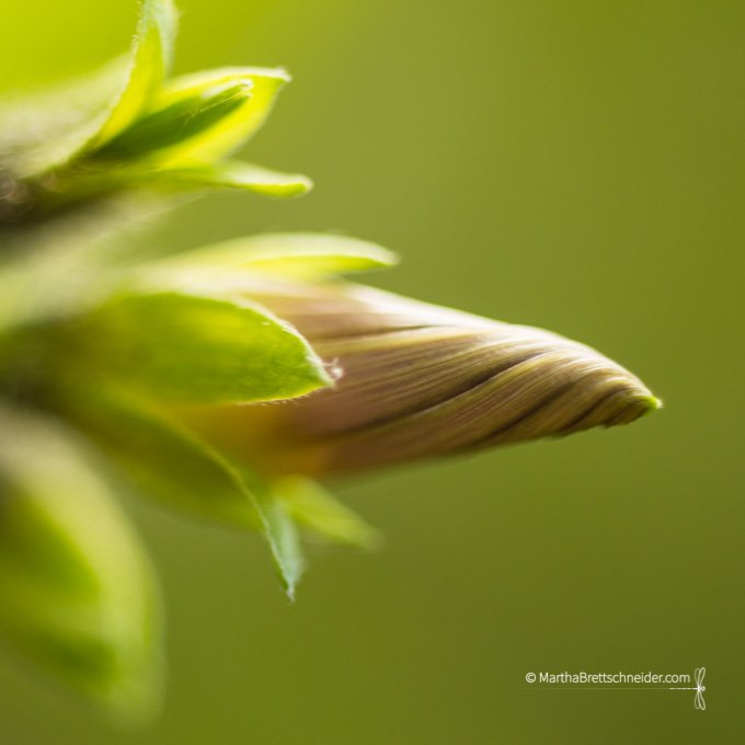 morning-glory-bud-october