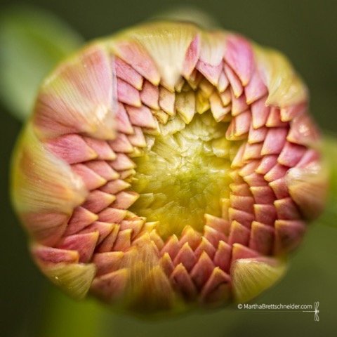 ringo-dahlia-bud