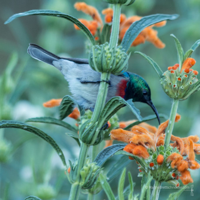 Some Highlights from South Africa’s Kirstenbosch National Botanic Garden