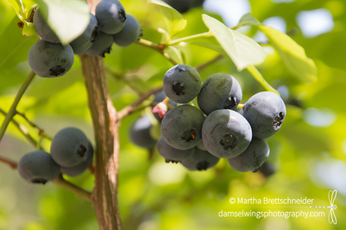 Mindfulness Activities in the Garden