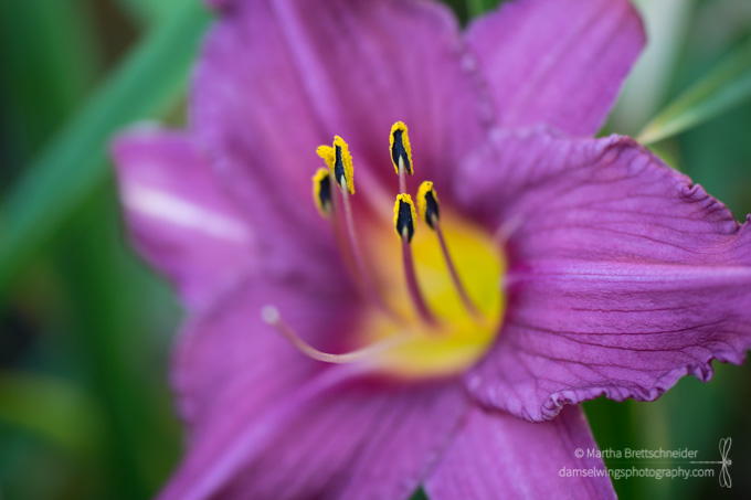 full view daylily shot as mindfulness exercise