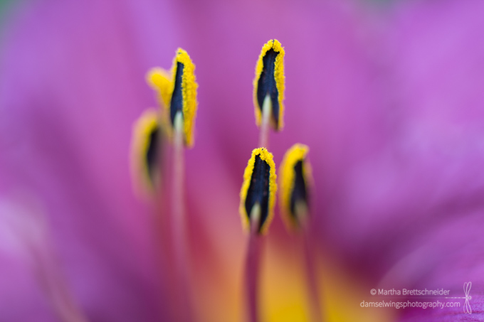 daylily stamens shot as mindfulness exercise