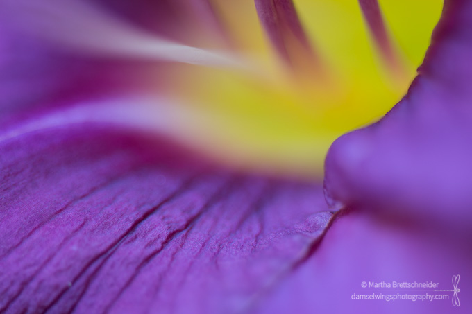 Photography as Mindfulness Exercise: Lessons from My Daylilies