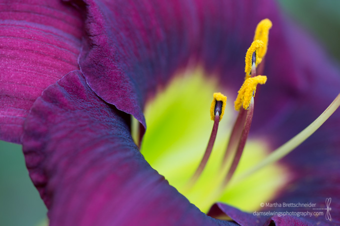 burgundy daylily shot as mindfulness exercise