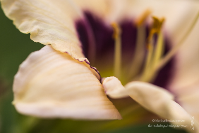 creamy yellow daylily shot as mindfulness practice