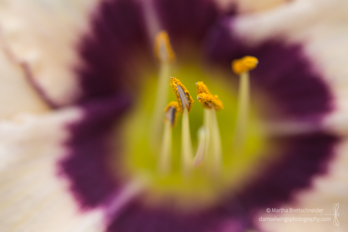 creamy yellow daylily stamens shot as mindfulness exercise