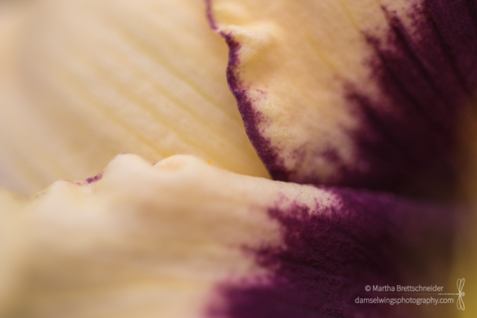 creamy yellow daylily with purple edges shot as mindfulness exericse