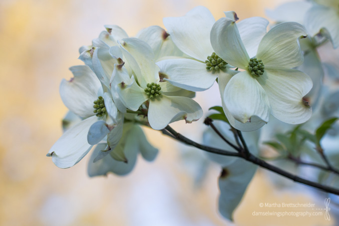 Going Out on a Limb for Growth (and Dogwood Photos)