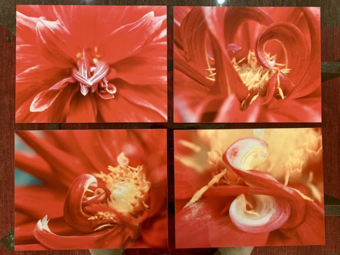 dahlia unfurling series