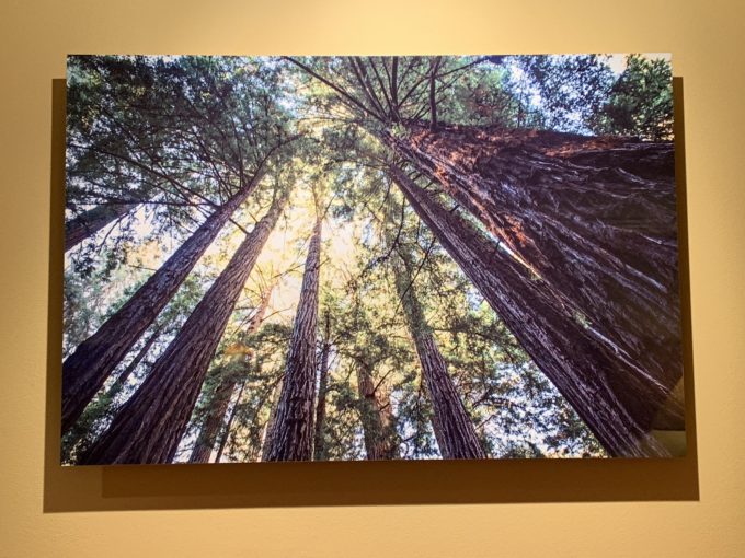 redwoods at muir photo