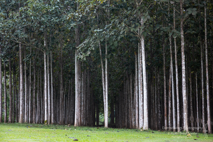 Diversified Focus Required: Mindfulness Meditation Lessons From a Teak Forest