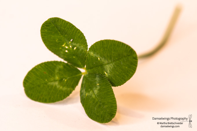 May Photo Challenge Report Part 3 (and Four-Leaf Clover Story)