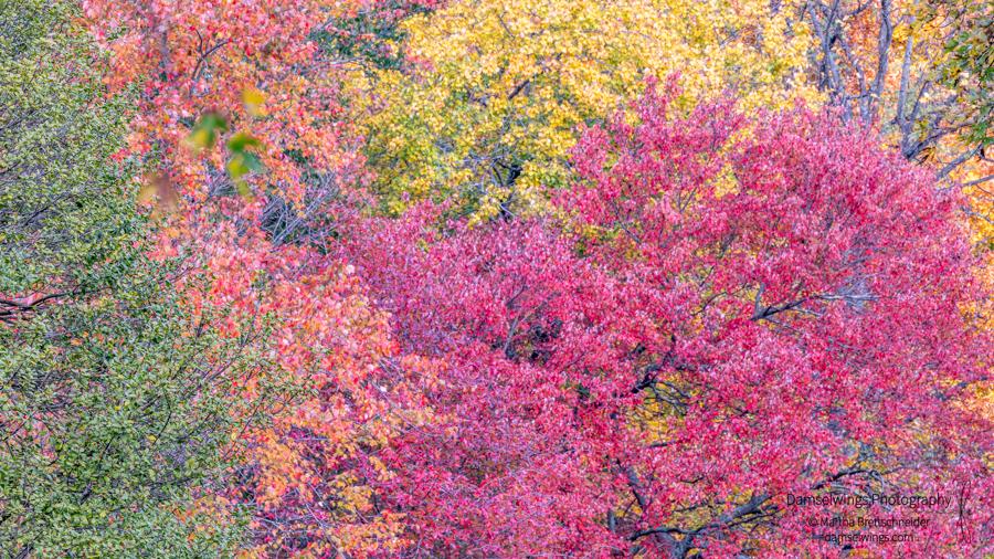 Fall Foliage as Mindfulness Practice