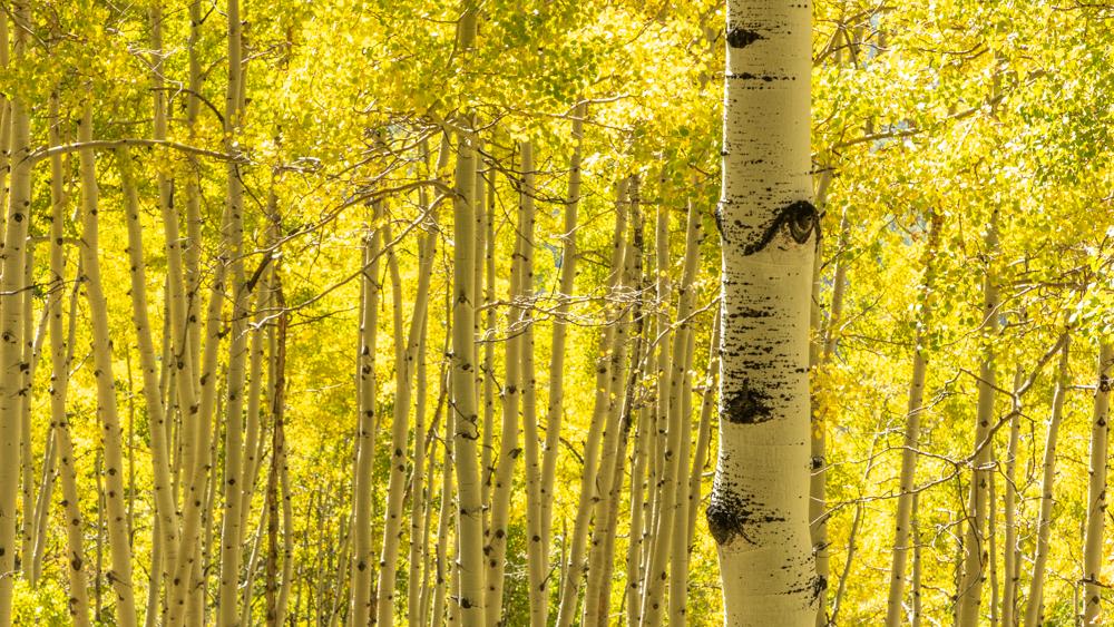 My Favorite Aspens From 2023