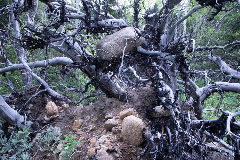Boulder held aloft by tree roots for boulder gratitude post