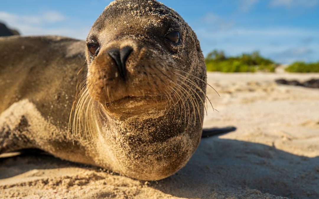 Galapagos Sea Lion Encounters