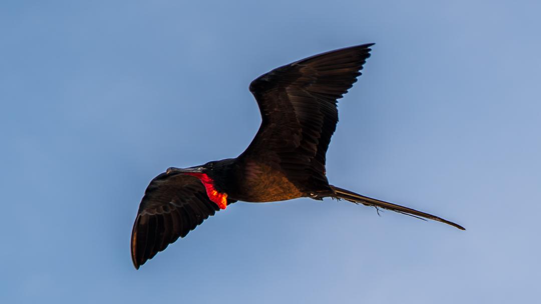 My Magnificent Frigatebird Meditation Teacher