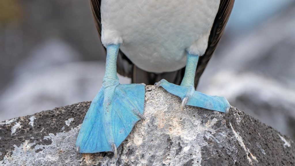 Blue-footed boobie feet for blue-footed awe blog