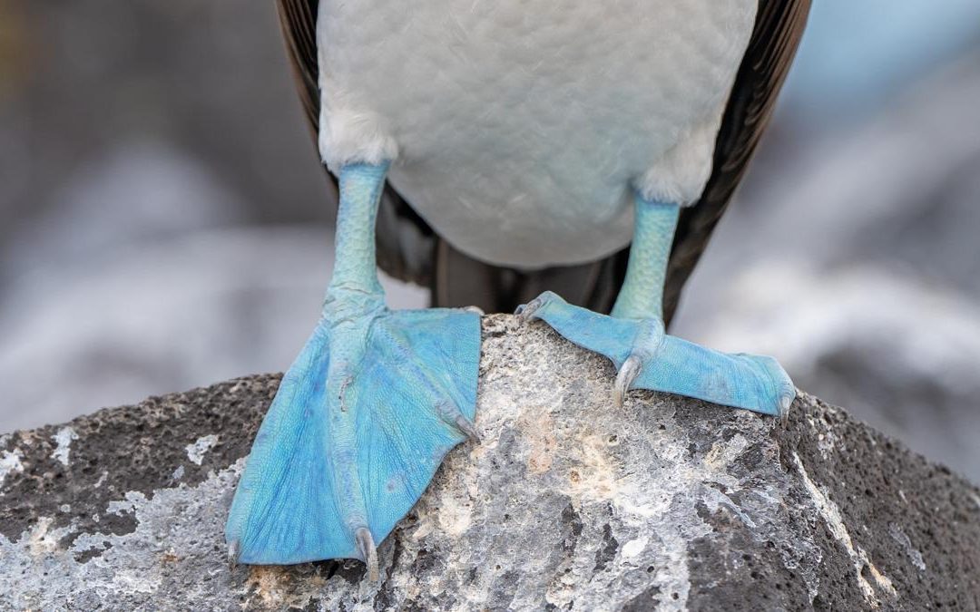 Blue-footed Awe