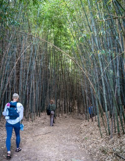 Nature retreat walking through Bamboo