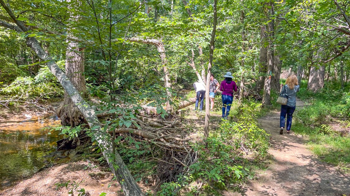 People walking through a path in the woods