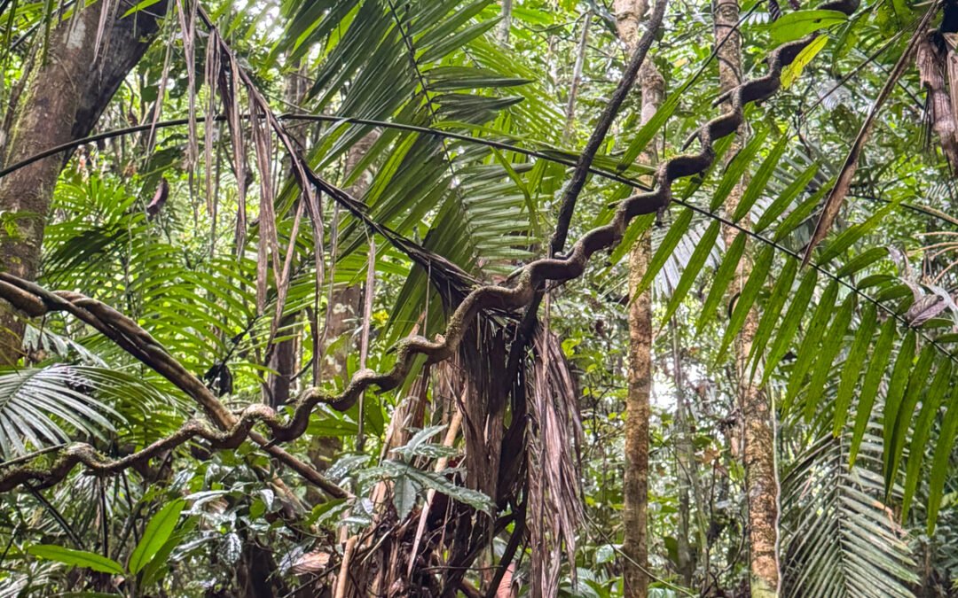 Epiphany in the Amazon Through Mindful Photography