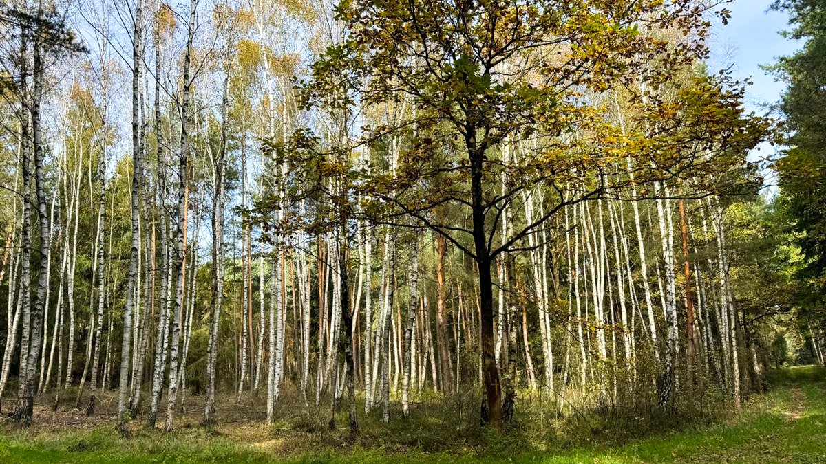 phone shot of birches