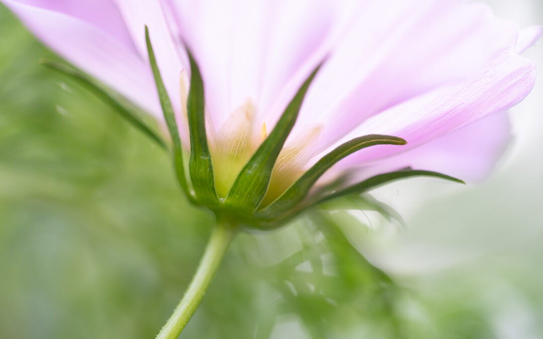 Listening to the Cosmos