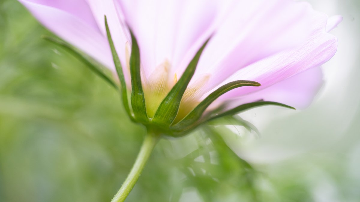 cosmos macro for blog post