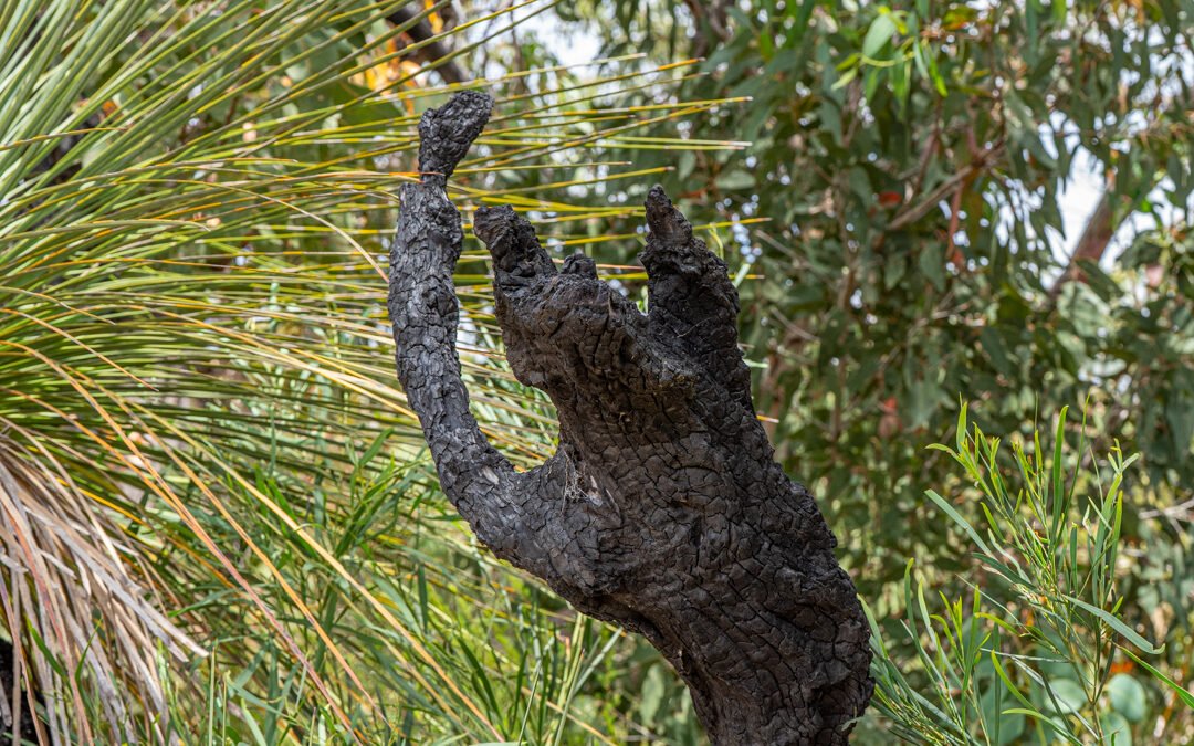 Nature Reminds Us To Keep Going: Rebirth From the Ashes