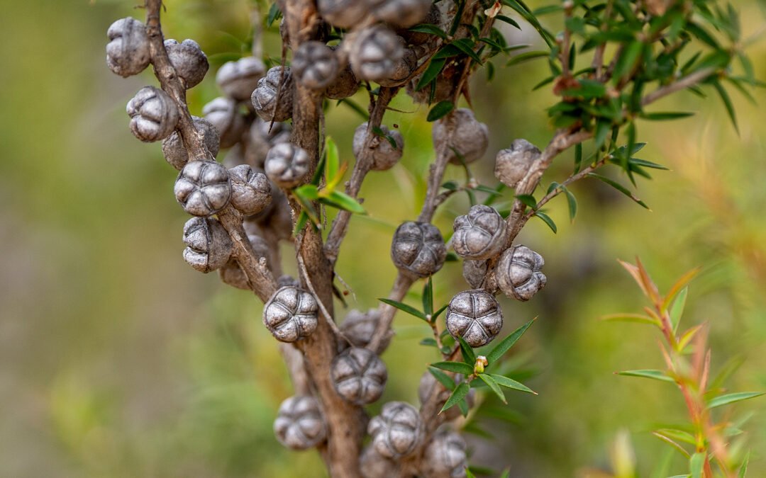 Seeds That Wait For Fire: The Slow Alchemy of Resilience in Uncertain Times