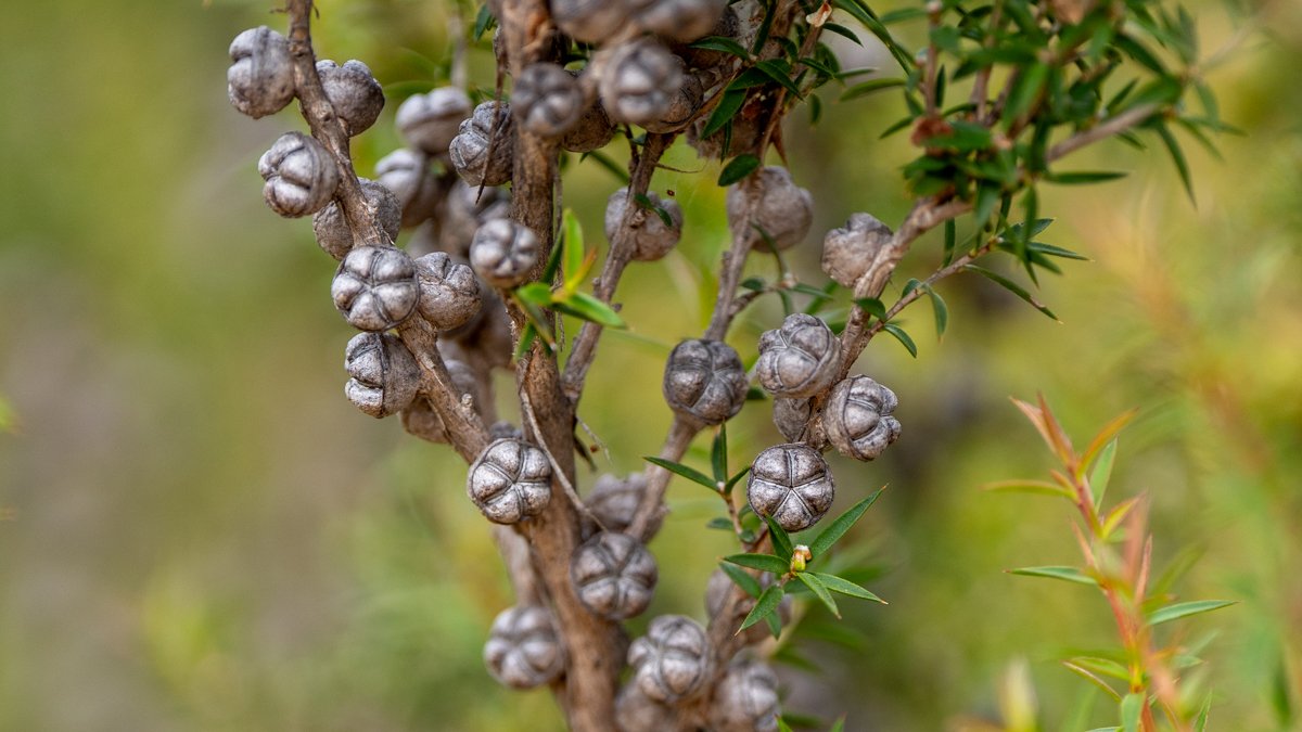 can you plant dracaena marginata outside Dracaena Dragon Tree Bicolor Bush