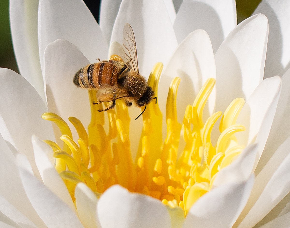 Purpose Driven bee for seeing the good blog