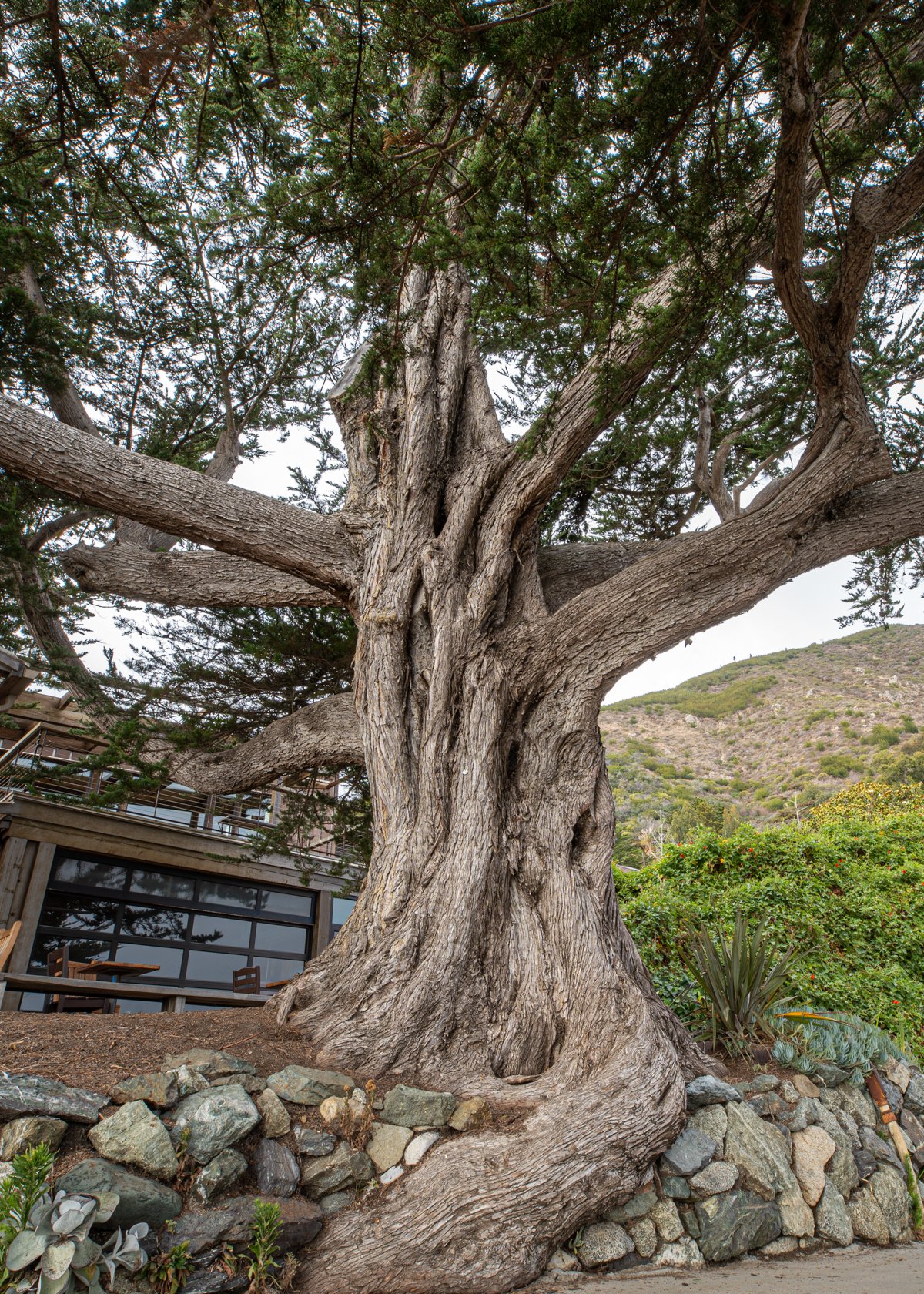 Esalen cedar roots embedded in stone wall