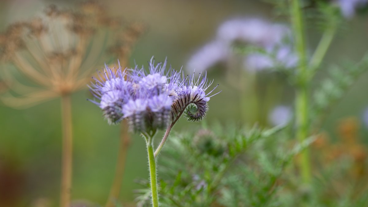 lacy phacelia in Esalen garden