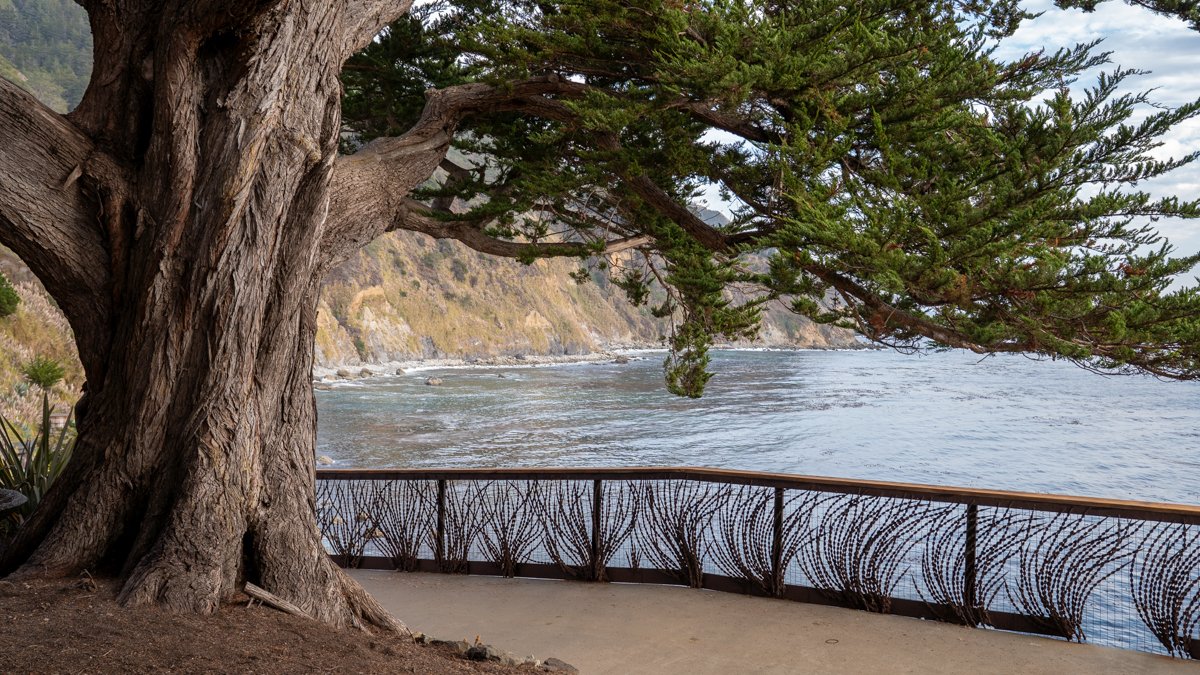Esalen cedar tree ocean view