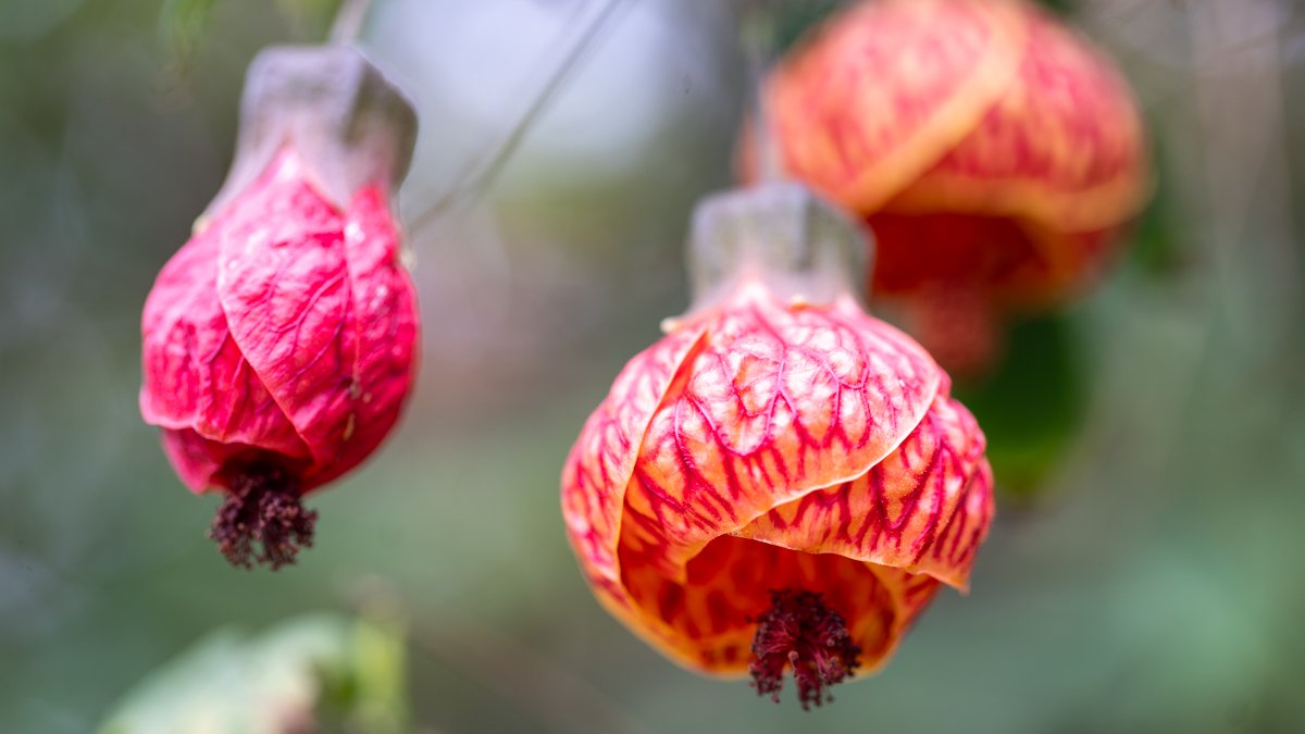 Esalen lantern flowers