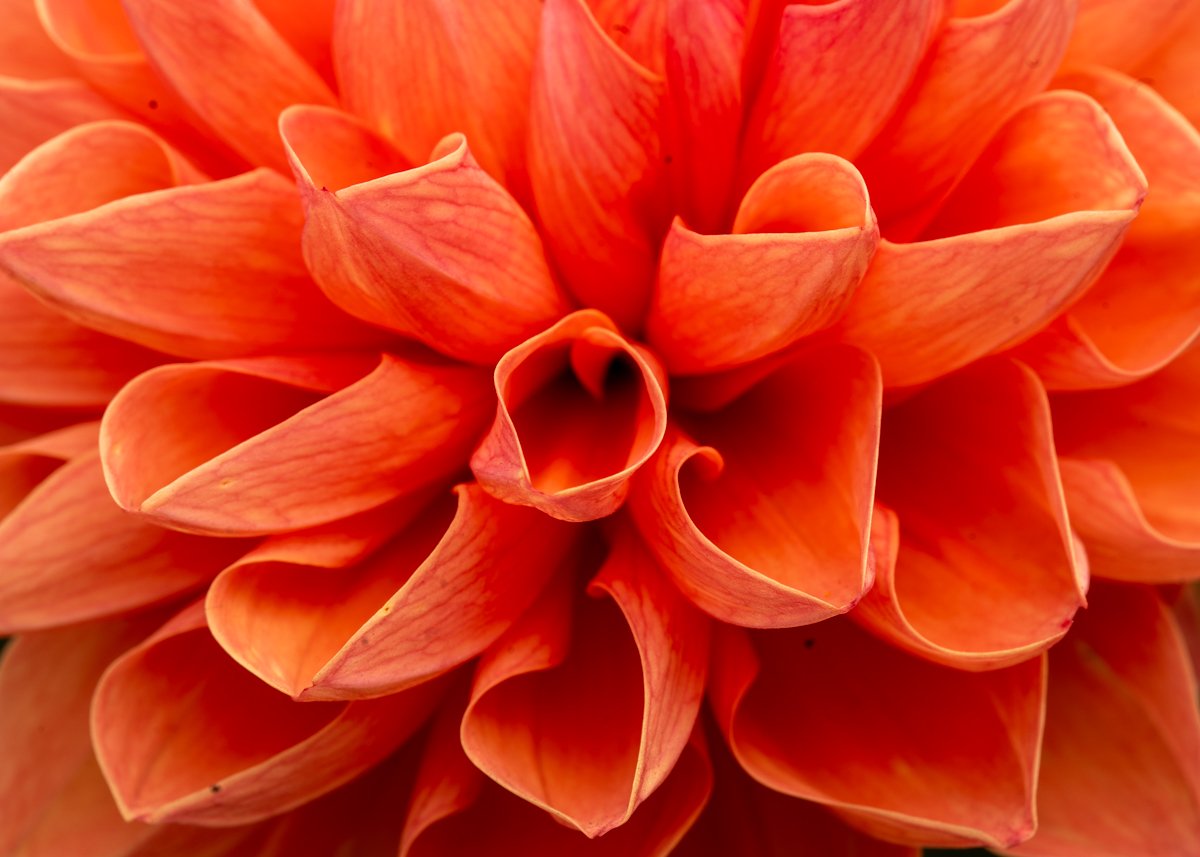 Esalen dahlia macro