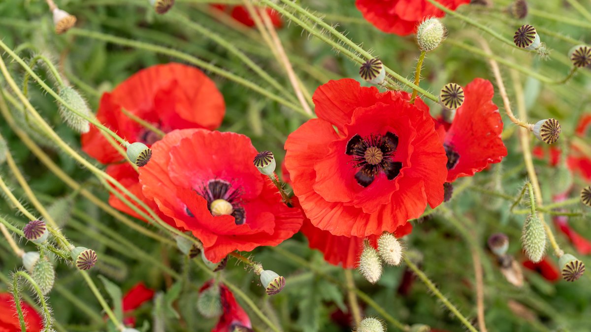 Oriental poppy in Esalen garden