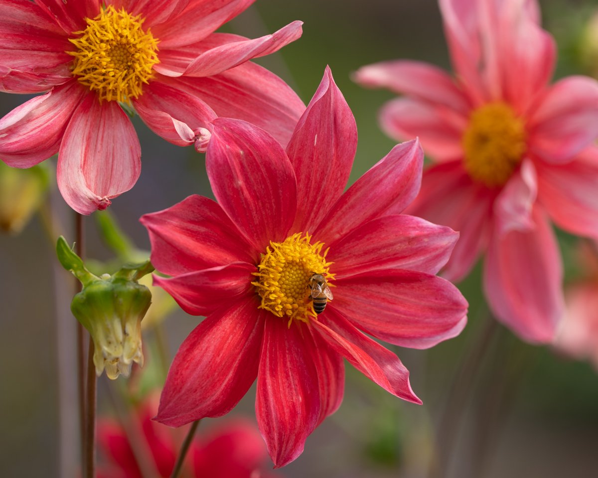 Bee on dahlia Esalen garden