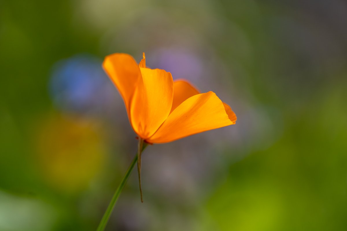 California poppy in Esalen garden